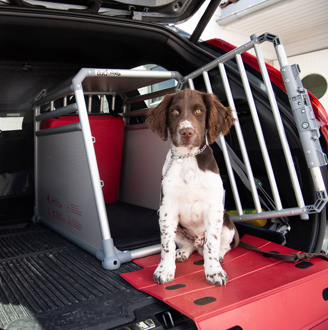 træthed ophavsret privat Kjøretips: med hund i bilen | Mitsubishi Motors Norge