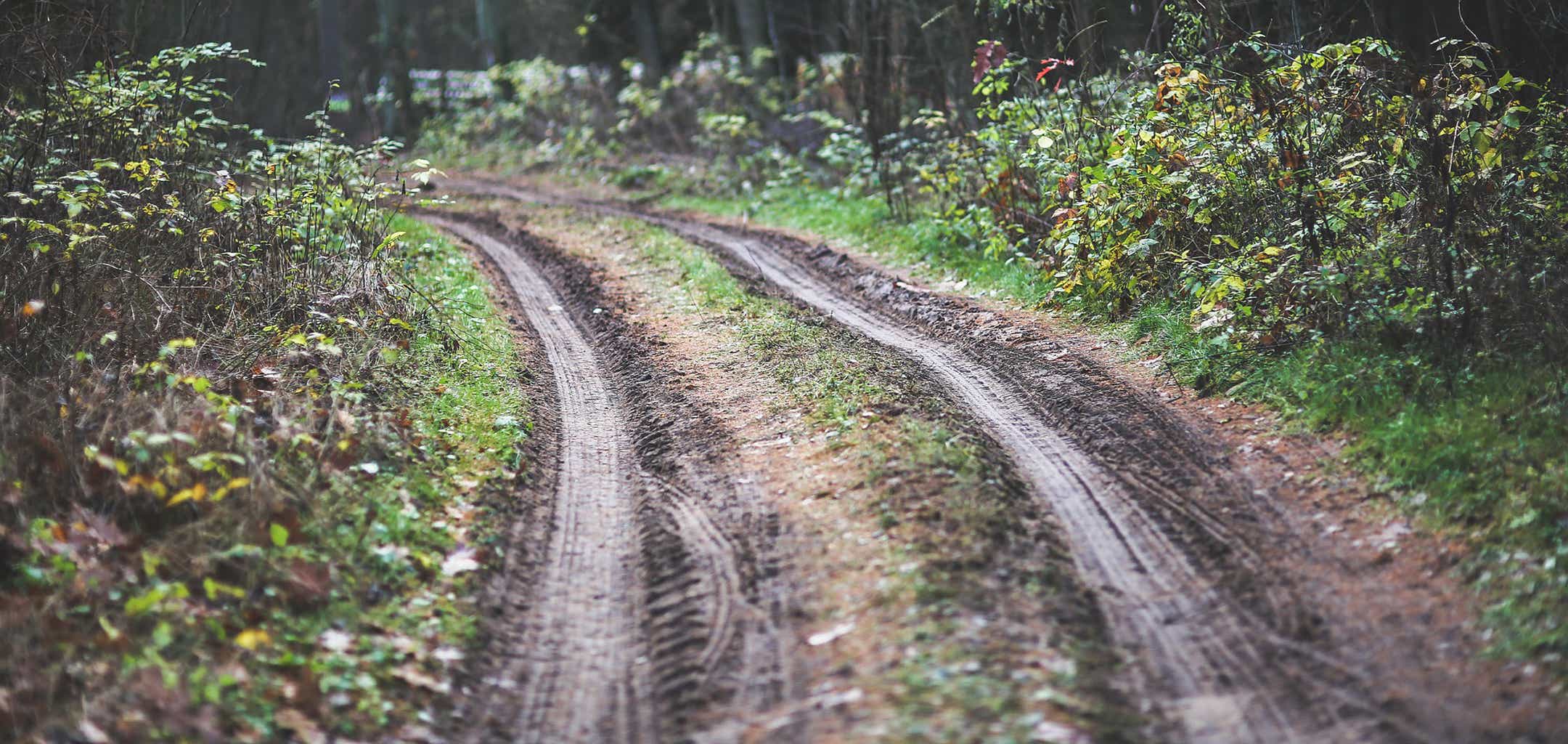 Foto: skogsvei